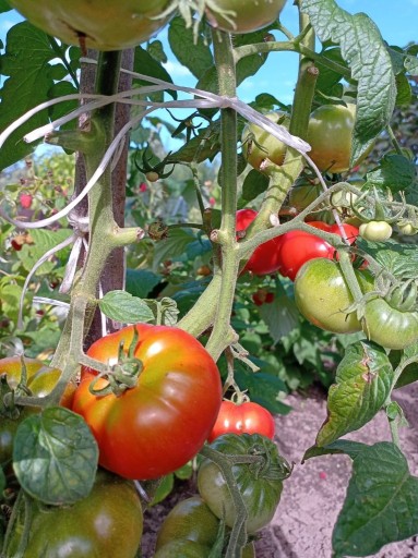Zdjęcie oferty: Nasiona Pomidora Abraham Lincoln USA 10 nasion 