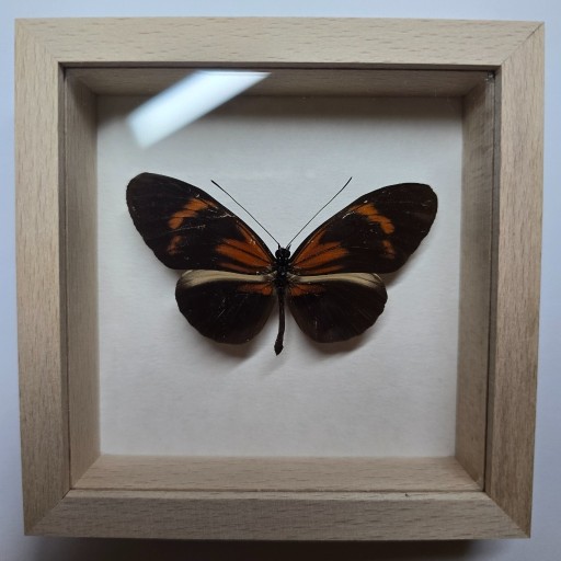 Zdjęcie oferty: Motyl w gablotce Heliconius Melpomene Meriana 1929