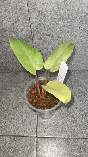 Zdjęcie oferty: Philodendron snowdrifft 