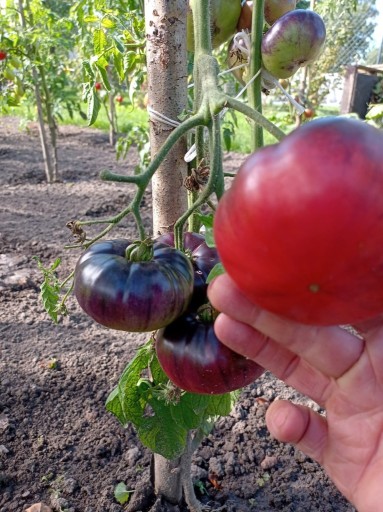 Zdjęcie oferty: Nasiona Pomidora Tygrys Syberyjski 10 nasion