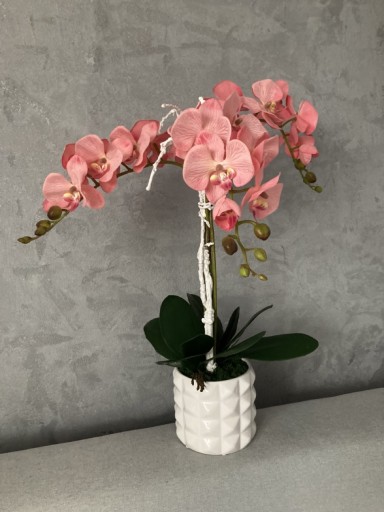 Zdjęcie oferty: Storczyk ,kwiaty ,orchidea storczyk w donicy