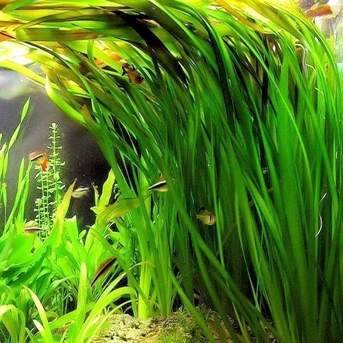 Zdjęcie oferty: Vallisneria Gigantea Americana XL!! 10 sadzonek!!!