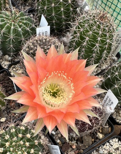 Zdjęcie oferty: kaktus Echinopsis hybryd 366 Andenken an Fric