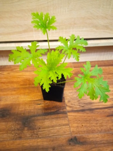 Zdjęcie oferty: Pelargonia pachnąca geranium anginka cytrynka