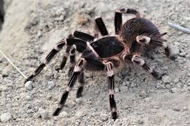 Zdjęcie oferty: Acanthoscurria geniculata 5-5,5 DC