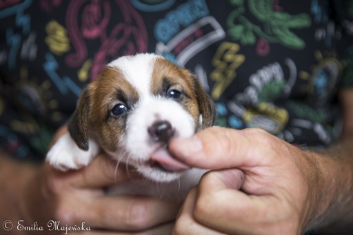 Zdjęcie oferty: Jack Russell Terrier szczeniak 