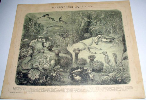 Zdjęcie oferty: Morze-Zwierzęta oryg. XIX w. chromolitografia