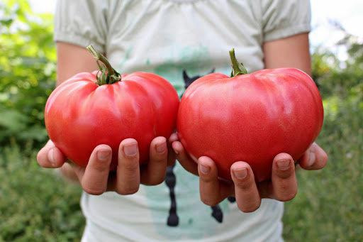 Zdjęcie oferty: Pomidor Malinowy Olbrzym nasiona kolekcjonerskie