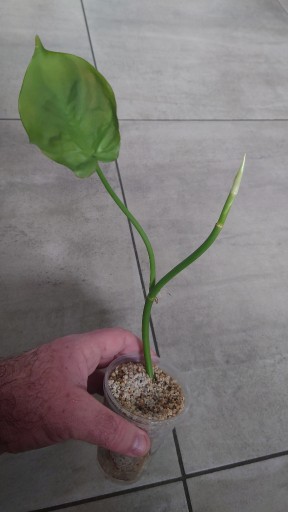 Zdjęcie oferty: Philodendron camposportoanum