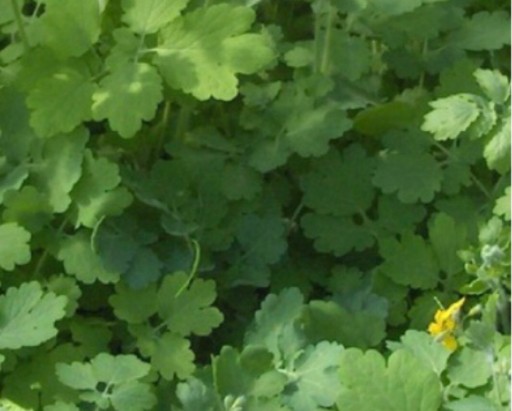 Zdjęcie oferty: Glistnik jaskółcze ziele sadzonka w doniczce