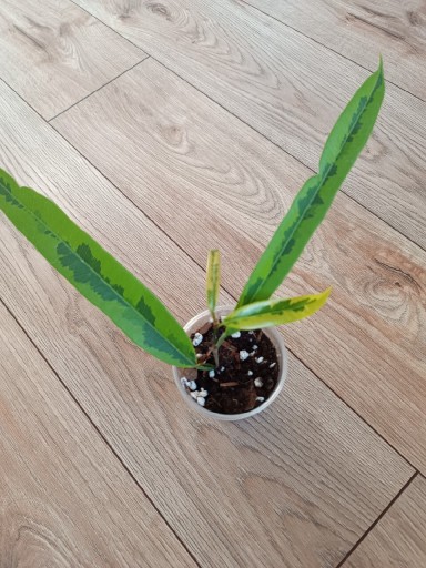 Zdjęcie oferty: Ficus/ fikus binnendijki Amstel Green Gold 