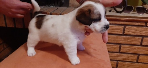 Zdjęcie oferty: Szczenięta Jack Russell terrier FCI