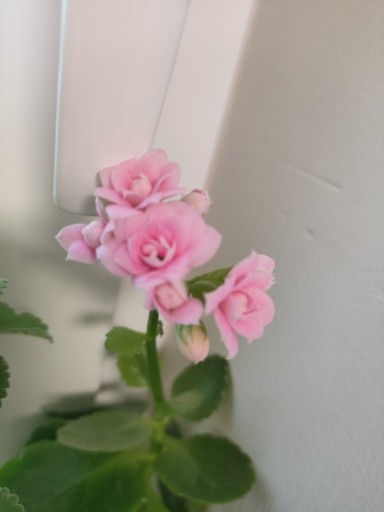 Zdjęcie oferty: Roślina doniczkowa Kalanchoe różowe 