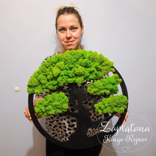 Zdjęcie oferty: BONSAI CHROBOTEK 50 CM 