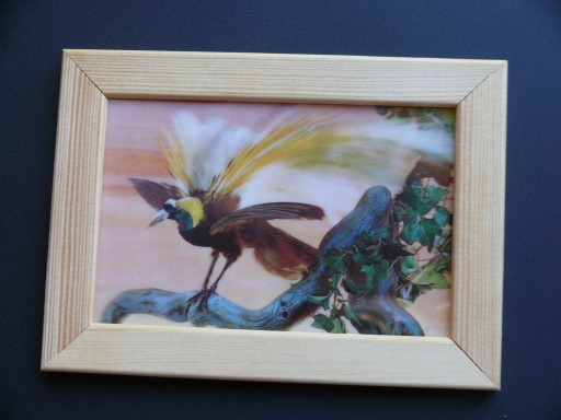 Zdjęcie oferty: Obrazek w ramce drewnianej - Rajski Ptak