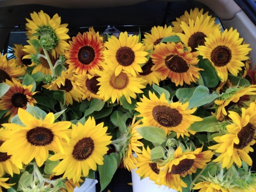 Zdjęcie oferty: kwiaty słonecznika ozdobnego