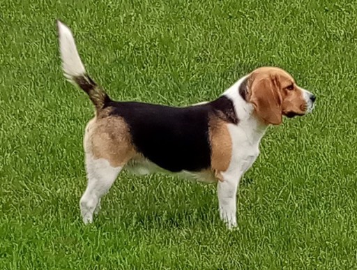 Zdjęcie oferty: Reproduktor rasy beagle tricolor (usługa)