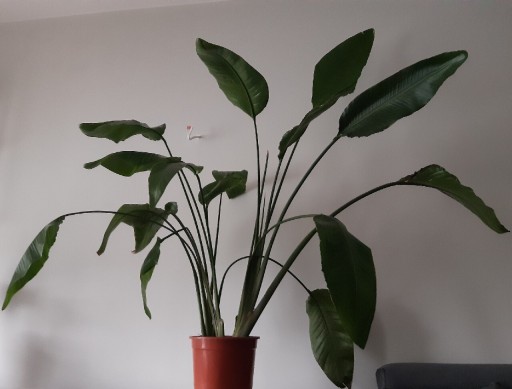 Zdjęcie oferty: STRELITZIA strelicja Rajski ptak 27cm