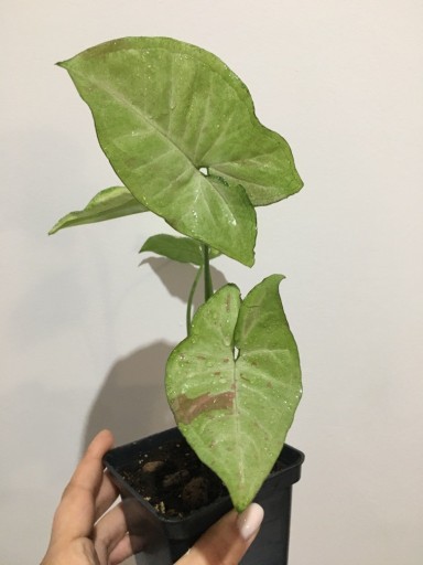 Zdjęcie oferty: Syngonium Confetti