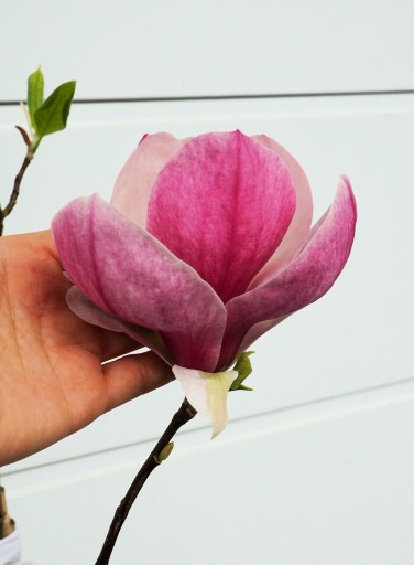 Zdjęcie oferty: MAGNOLIA PICTURE * DUŻY OKAZ * KWITNĄCY