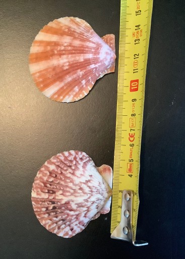 Zdjęcie oferty: Muszelkii Pecten novaezealandiae 2szt 50-60mm