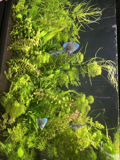 Zdjęcie oferty: Zestaw 10 roślin akwariowych różne 5 gat.gratisik