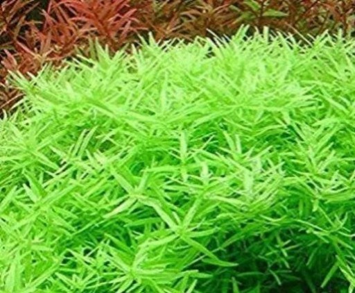 Zdjęcie oferty: Rotala rotundifolia green Rotala okrągłolistna