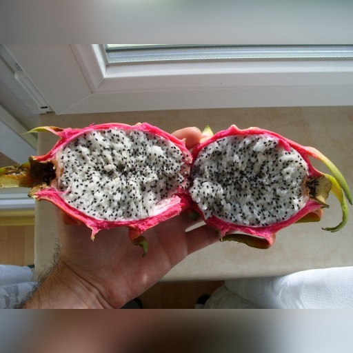 Zdjęcie oferty: Sadzonki Pitaja Smoczy Owoc Pitahaya