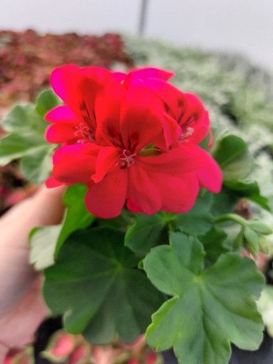 Zdjęcie oferty: Pelargonia peltatum - wisząca róż - Hot Coral