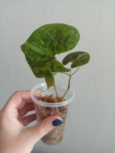 Zdjęcie oferty: Dioscorea discolor silver 