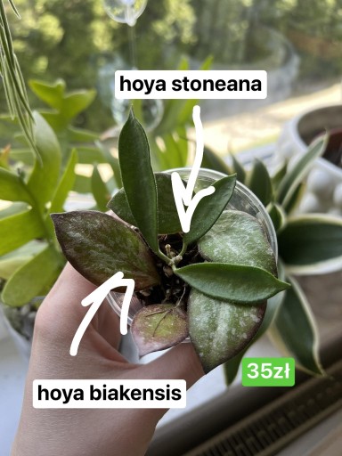 Zdjęcie oferty: hoya stoneana | hoya biakensis