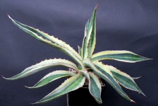 Zdjęcie oferty: Kaktusy! - Agave lophantha quadricolor - RARYTAS!