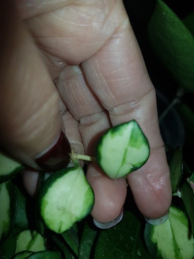 Zdjęcie oferty: Hoya heuschkeliana variegata cięta 