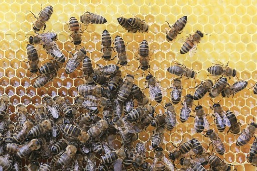 Zdjęcie oferty: pszczoły