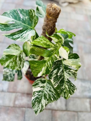 Zdjęcie oferty: Okazja! Monstera VARIEGATA MARMURKOWA JAKOŚĆ 1!!!