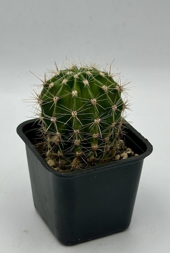 Zdjęcie oferty: Echinopsis cv + nasiona hybryd