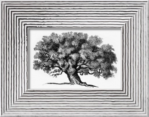 Zdjęcie oferty: Drzewo. Rysunek lub grafika. 53x41 cm