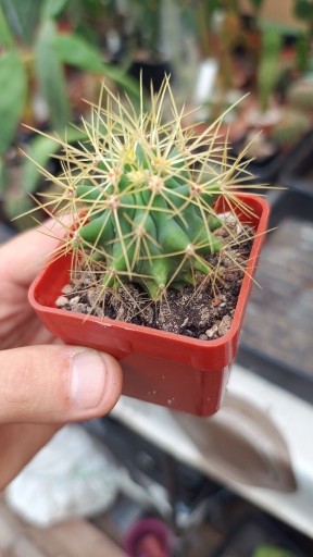 Zdjęcie oferty: FEROCACTUS? Donica 6cm