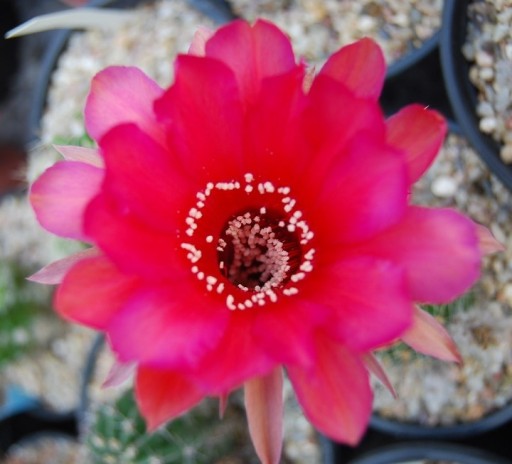 Zdjęcie oferty: Echinopsis hybryd EH338P