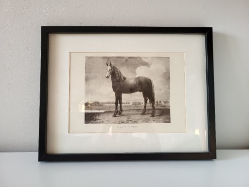 Zdjęcie oferty: Obraz rysunek postać konia w ramce (grafika Nr. 290 Paulus Potter)