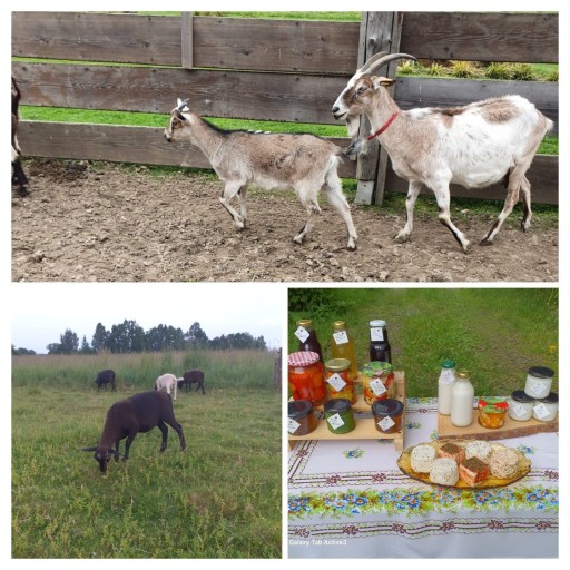 Zdjęcie oferty: Mleko owcze oraz kozie Bio naturalne Kurier! 