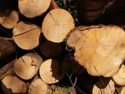 Zdjęcie oferty: Dąb ROCZNY suchy drzewo drewno opał 