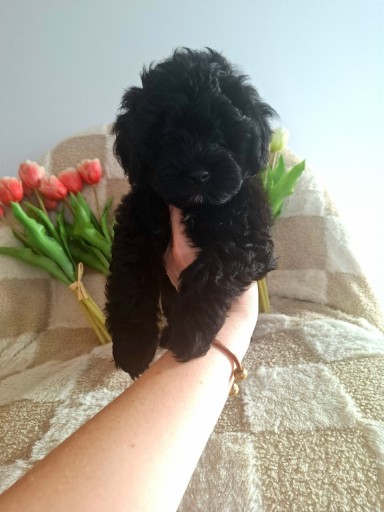 Zdjęcie oferty: Shihpoo suczka czarna . Gotowa do odbioru . Shih-tzu. Pudel toy miniatura