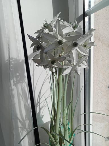 Zdjęcie oferty: CZOSNEK SZTUCZNY W DONICZCE KWIAT BIAŁY ROŚLINA ZIELONA TRAWA WYSOKA XL