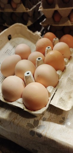 Zdjęcie oferty: Smaczne jajka od kur z gospodarstwa