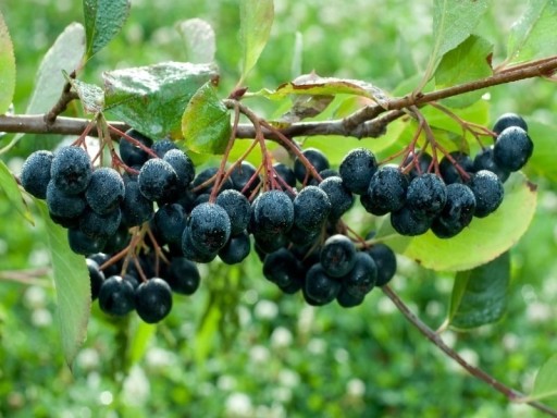 Zdjęcie oferty: Aronia świeże ekologiczne owoce BEZ CHEMII