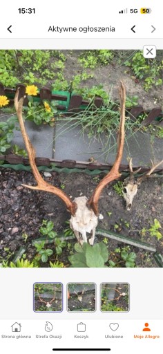 Zdjęcie oferty: Poroże Jelenia Jelonka