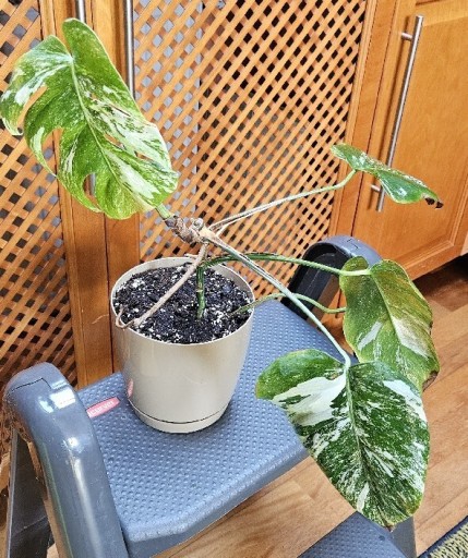 Zdjęcie oferty: Monstera Deliciosa variegata - roślina w doniczce