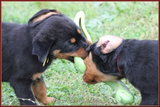 Zdjęcie oferty: Rottweiler - szczenięta z rodowodem ZKwP / FCI 