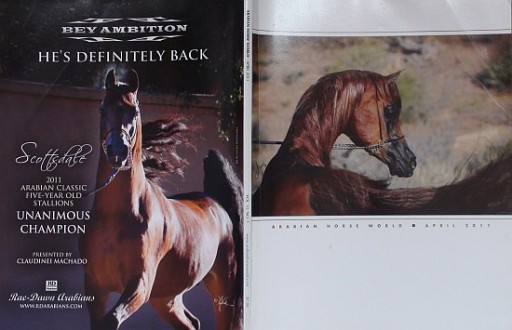 Zdjęcie oferty: ARABIAN HORSE WORLD nr 4/2011, koń, konie arabskie